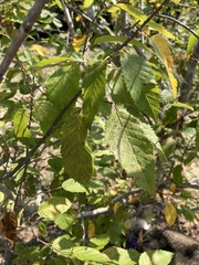 Carpinus caroliniana