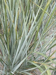 Leymus arenarius