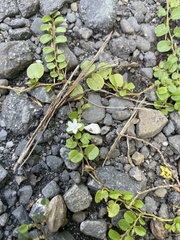 Evolvulus nummularius