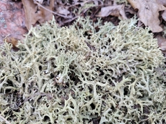 Cladonia uncialis