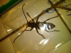 Enaphalodes hispicornis