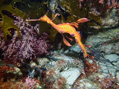 Phyllopteryx taeniolatus