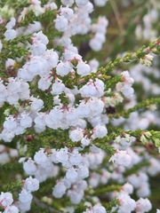 Erica formosa