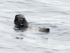 Arctocephalus townsendi