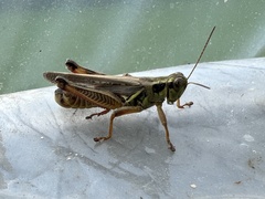 Melanoplus