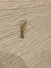 Agriphila inquinatella