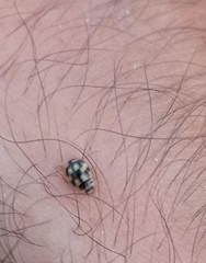 Propylea quatuordecimpunctata