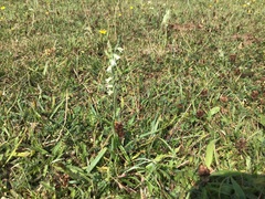 Spiranthes spiralis