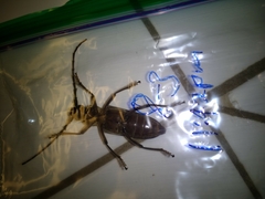 Enaphalodes hispicornis