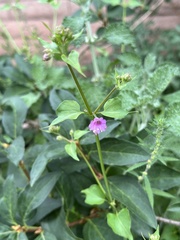 Mirabilis nyctaginea