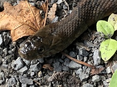 Nerodia sipedon sipedon