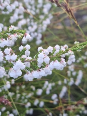 Erica formosa