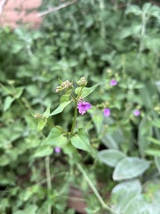Mirabilis nyctaginea