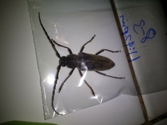 Enaphalodes hispicornis