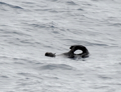 Arctocephalus townsendi