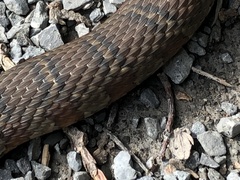 Nerodia sipedon sipedon