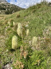Pulsatilla occidentalis