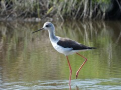 Himantopus himantopus