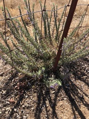 Trichostema lanceolatum