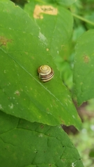 Cepaea hortensis