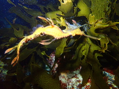 Phyllopteryx taeniolatus
