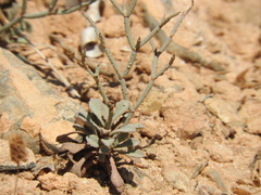 Limonium roridum