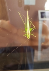 Conocephalus fasciatus