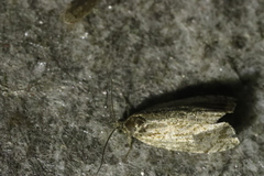 Syricoris lacunana