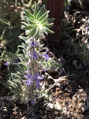 Trichostema lanceolatum