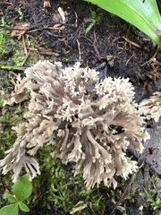 Clavulina coralloides