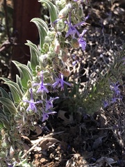 Trichostema lanceolatum