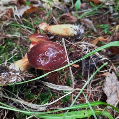 Suillus clintonianus