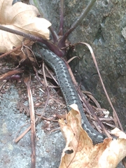 Thamnophis elegans