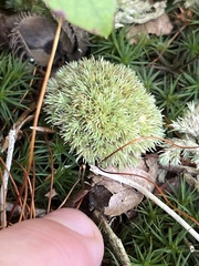 Leucobryum glaucum