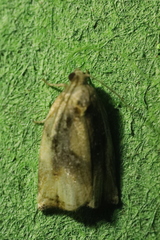 Archips podana