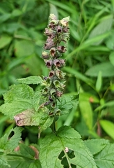 Teucrium canadense