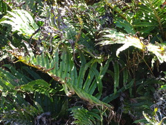 Blechnum