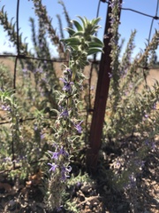 Trichostema lanceolatum