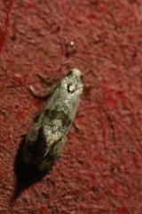 Cochylina
