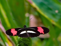 Heliconius erato phyllis
