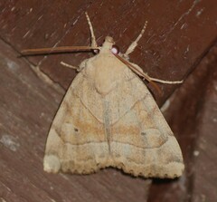 Cosmia trapezina