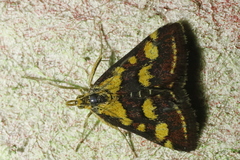 Pyrausta purpuralis