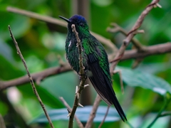 Thalurania glaucopis