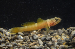 Chromogobius quadrivittatus