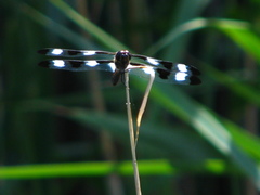 Libellula pulchella