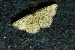 Heliomata glarearia