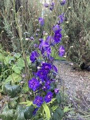 Delphinium