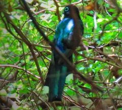 Trogon melanocephalus