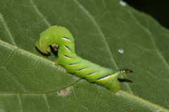 Sphinx kalmiae