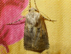 Agrotis bigramma